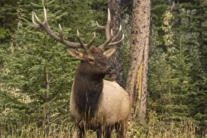 Bull Elk (Wapiti), Banff National Park, UNESCO World Heritage Site, Alberta