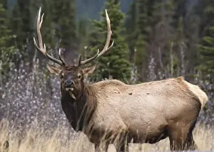 Male Animal Prints: Bull Elk (Wapiti) (Cervus canadensis) in autumn willows, Jasper National Park, UNESCO