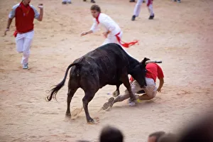 Strength Prints: Bull fighting, San Fermin festival, Plaza de Toros, Pamplona, Navarra, Spain, Europe