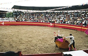 Grandstand Prints: Bull fighting, Tena, Ecuador, South America