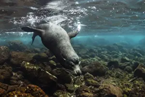Swimming Prints: Bull Galapagos sea lion (Zalophus wollebaeki) underwater at Santiago Island, Galapagos