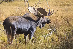 Male Animal Prints: Bull moose (Alces alces) amongst autumn (fall) vegetation; Grand Teton National Park