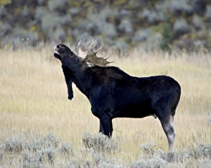 Bull Prints: Bull moose (Alces alces) calling