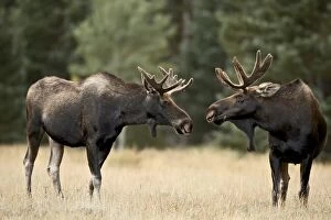 Images Dated 4th September 2007: Two bull moose (Alces alces) facing off before play fighting, Roosevelt National Forest