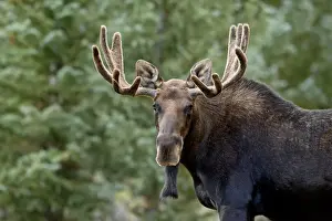 Bull moose (Alces alces), Roosevelt National Forest, Colorado, United States of America