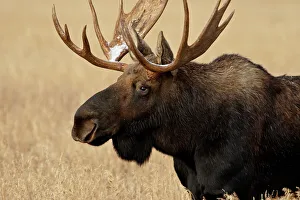 Images Dated 8th October 2009: Bull Moose (Alces alces) with snow on its antlers, Grand Teton National Park