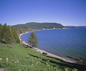 Meadow Prints: Bull moose beside Yellowstone Lake
