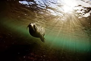 Images Dated 27th August 2009: A bull sea lion in the shallow waters around Rabida Island, Galapagos, Ecuador