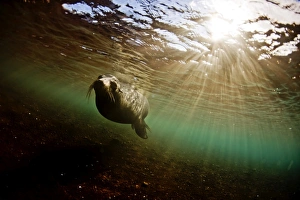 Images Dated 27th August 2009: A bull sea lion in the shallow waters around Rabida Island, Galapagos, Ecuador