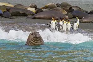 Bull Prints: Bull southern elephant seal (Mirounga leonina) on South Georgia Island, Southern Ocean