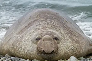 Bull Prints: Bull southern elephant seal (Mirounga leonina) on South Georgia Island, Southern Ocean