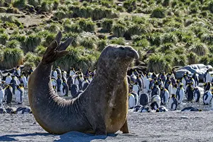 Bull Prints: Bull southern elephant seal (Mirounga leonina) on South Georgia Island, Southern Ocean