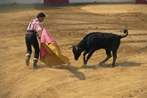 Bull Fighting Prints: Bullfight demonstration, Andalucia, Spain, Europe