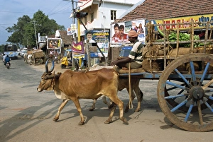 Bullock Prints: Bullock cart