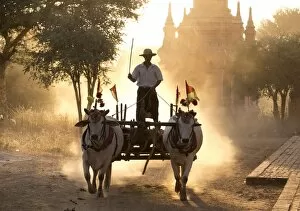Dust Gallery: Bullock cart on a dusty track among the temples of Bagan with light from the setting sun shining