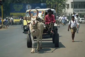 Carts Prints: Bullock cart, Pune, Maharashtra state, India, Asia