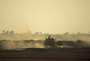 Pulling Prints: Bullock cart returning home in the evening, near Bago (Pegu), Myanmar (Burma), Asia