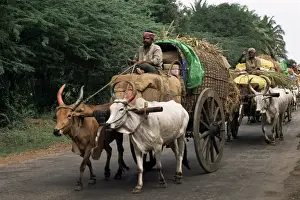 Bullock Prints: Bullock carts are the main means of transport for local residents