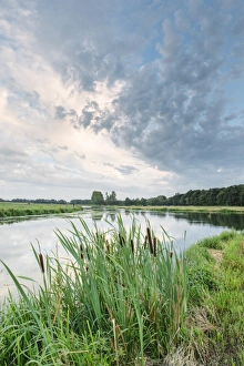 The Netherlands Prints: Bullrushes on the bank and still waters of the River Mark