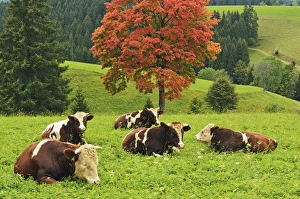 Bull Prints: Bulls on pasture and maple tree