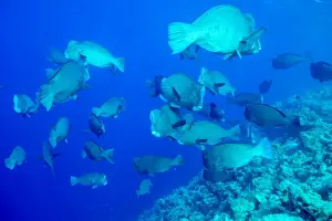 Sealife Prints: Bumphead parrotfish (Bolbometopon muricatum) schooling. Quensland, Australia, Pacific