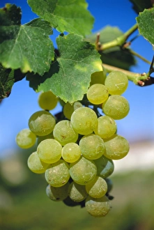 Ripening Prints: Bunch of grapes, Champagne, France