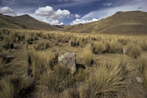 Altiplano Prints: Bunch grass on windswept Altiplano