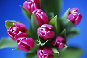 Petal Prints: Bunch of pink tulips