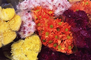 Kowloon Prints: Bunches of chrysanthemums, flower market, Mong Kok, Kowloon, Hong Kong, China, Asia