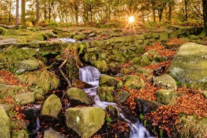 Flowing Gallery: Burbage Brook, autumn sunrise, golden leaves and waterfall, Padley Gorge, Peak District