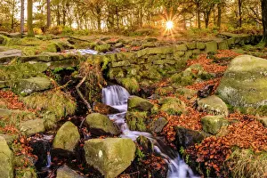Flowing Prints: Burbage Brook, autumn sunrise, golden leaves and waterfall, Padley Gorge, Peak District