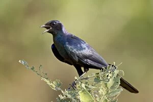 Burchell├és glossy starling (Lamprotornis australis)