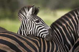 Images Dated 9th August 2008: Burchells (plains) zebra (Equus burchelli)