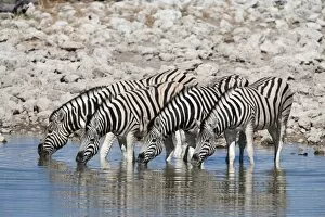 Images Dated 6th May 2009: Burchells (plains) zebra (Equus burchelli), at waterhole, Etosha National Park