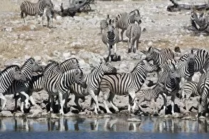 Images Dated 8th May 2009: Burchells (plains) zebra (Equus burchelli), at waterhole, Etosha National Park