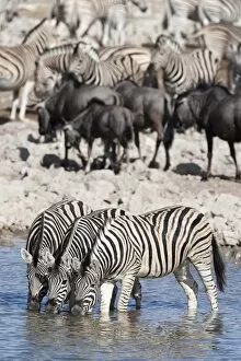 Images Dated 16th May 2009: Burchells (plains) zebra (Equus burchelli), at waterhole, Etosha National Park