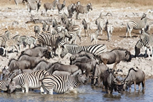 Images Dated 16th May 2009: Burchells (plains) zebra (Equus burchelli, at waterhole, Etosha National Park