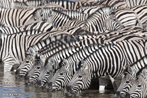 Images Dated 16th May 2009: Burchells (plains) zebra (Equus burchelli), at waterhole, Etosha National Park