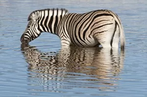 Images Dated 17th May 2009: Burchells (plains) zebra (Equus burchelli), at waterhole, Etosha National Park