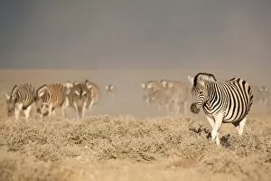 Images Dated 13th May 2009: Burchells (plains) zebra (Equus burchelli), Etosha National Park, Namibia, Africa