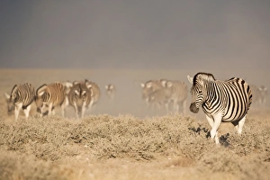 Images Dated 13th May 2009: Burchells (plains) zebra (Equus burchelli), Etosha National Park, Namibia, Africa