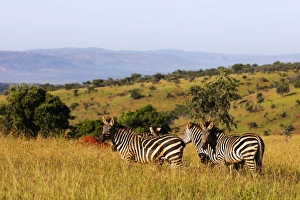 Burchells Plains zebra (Equus quagga), Akagera National Park, Kigali, Rwanda, Africa