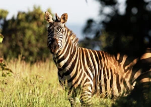 Eye Contact Gallery: Burchells Plains zebra (Equus quagga), Akagera National Park, Kigali, Rwanda, Africa