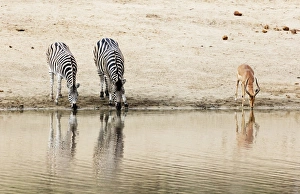 Stripe Prints: Burchells Plains zebra (Equus quagga) drinking, Kruger National Park, South Africa