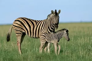 Portraiture Collection: Burchells (Plains) zebra with newborn foal (Equus burchelli)