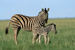Namibian Prints: Burchells (Plains) zebra with newborn foal (Equus burchelli)