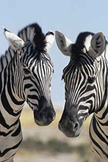 Two Burchells zebra