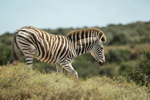 Safari Animals Gallery: Burchells Zebra, Addo Elephant National Park, Eastern Cape, South Africa, Africa