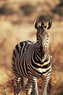 Images Dated 29th February 2008: Burchells zebra (Equus burchelli), Mashatu Game Reserve, Botswana, Africa