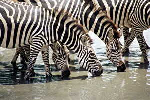 Tanzania Prints: Burchells zebra (Equus burchelli), drinking, Tarangire National Park